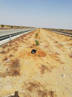 Plantation du TPC autoroute Medenine Ras Jédir