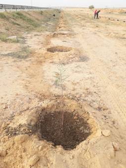 Plantation des abords Autoroute Sfax-Gabès